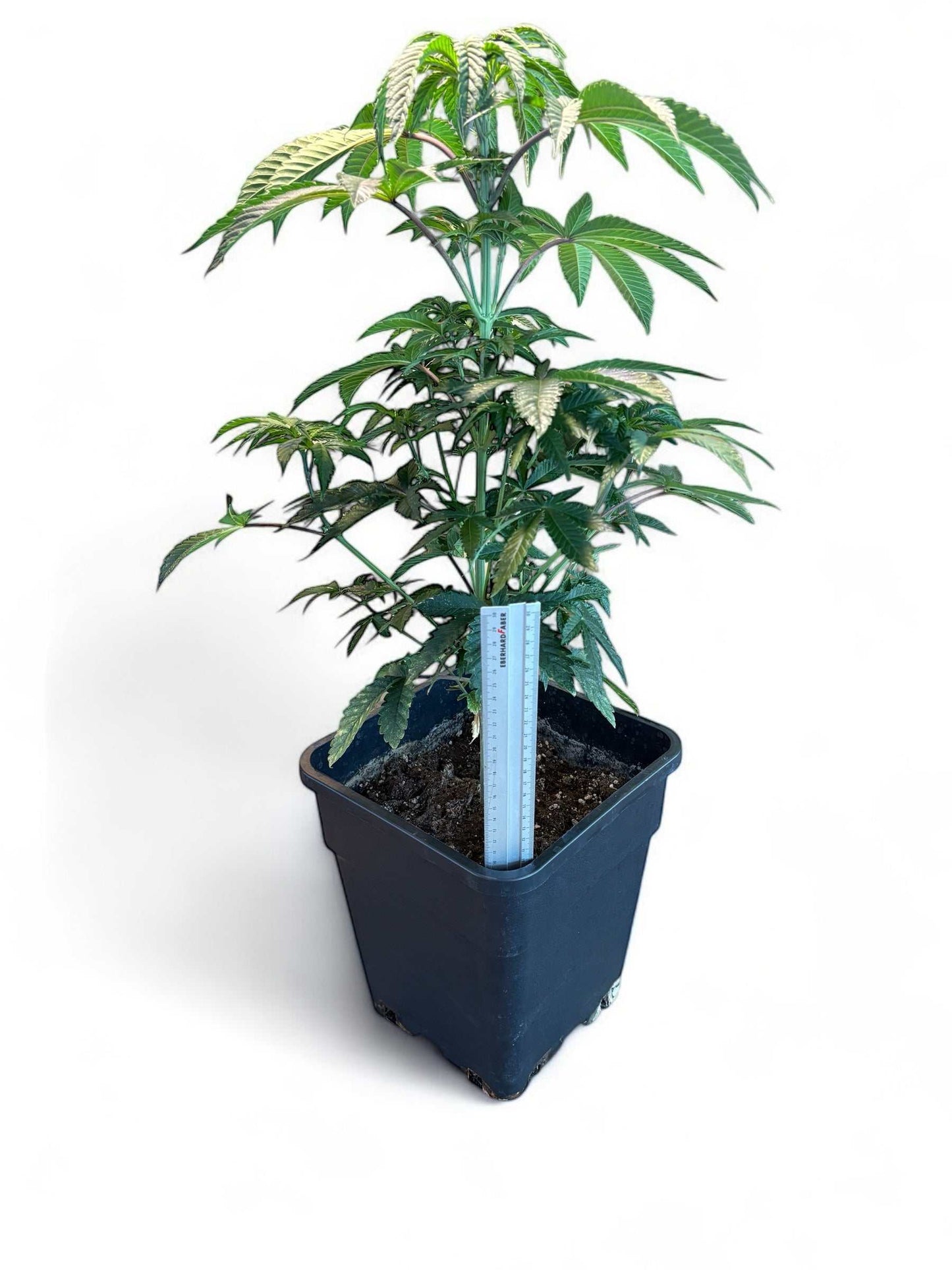 Amnesia Haze Sämling