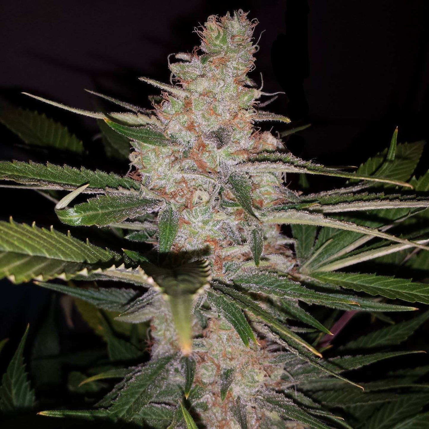 Sour Diesel | Automatic | fast harvest | 14-19% THC