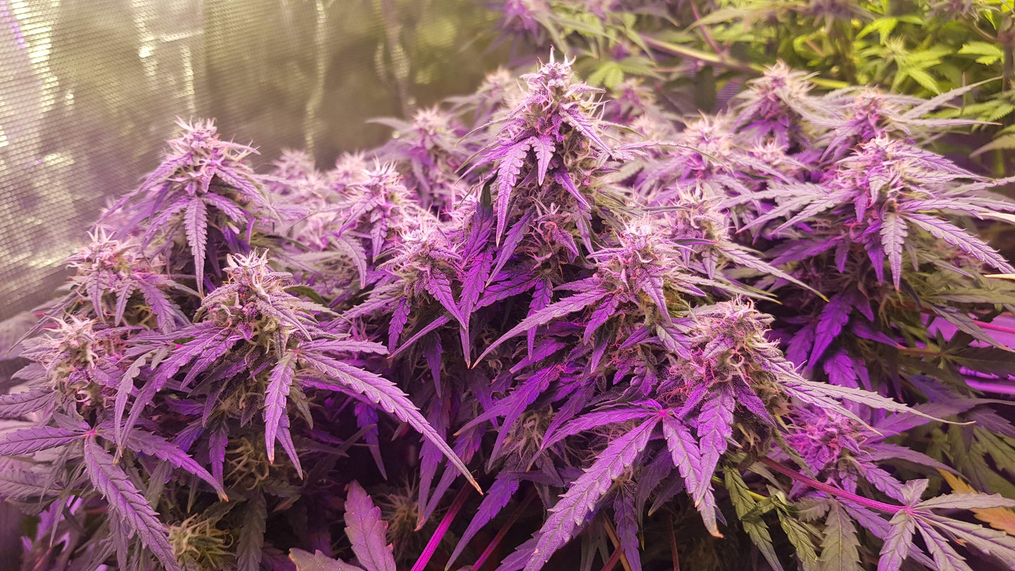 Purple Haze | Automatic | 16-20% THC